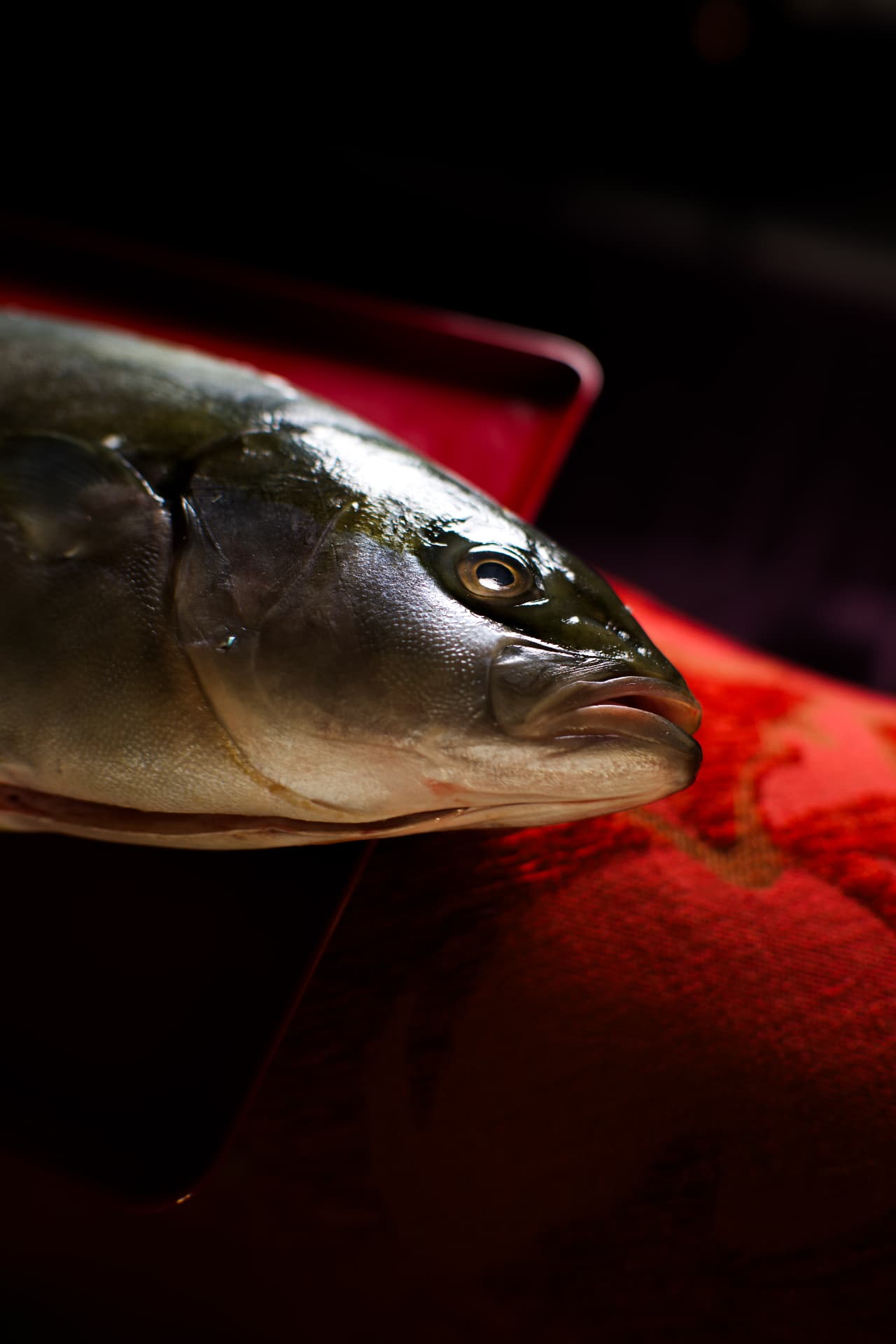Gros plan sur la tête d'un poisson entier